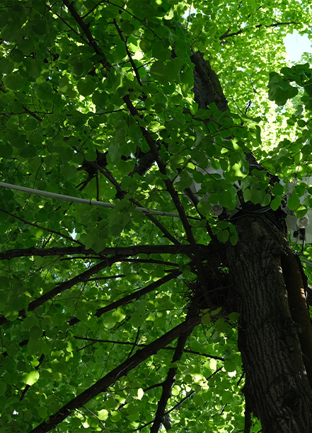 Sensors and monitoring of urban trees